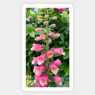 Perennial Pink Foxglove Flower Sticker